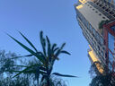 真維斯休閑褲男夏季薄款寬松直筒2025新款錐形九分夏天冰絲休閑男士褲子 9904灰綠 XL 【建議130-150斤穿】 曬單實拍圖