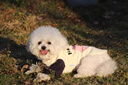 MIKI PAD寵物狗狗衣服夏季薄款透氣T恤小型犬幼犬貓咪衣服泰迪比熊雪納瑞 粉色小狗燙畫【棉質(zhì)護(hù)肚】 S胸圍37cm（建議4-6斤） 曬單實(shí)拍圖