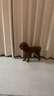 凱銳思牛肉味全犬種通用 幼犬成犬 小中大型 薩摩耶金毛比熊 狗糧2kg 曬單實拍圖
