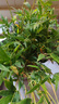 水培米竹室內(nèi)盆栽植物水養(yǎng)觀音竹富貴竹南天竹客廳竹子花卉綠植 精品米竹10顆【30-40厘米】 曬單實(shí)拍圖