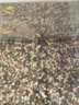天使魚(yú) 觀賞魚(yú)寵物招財(cái)魚(yú)飼料次日達(dá)小型好養(yǎng)耐活專用魚(yú)糧淡水魚(yú) 【40厘米魚(yú)缸套餐】 曬單實(shí)拍圖
