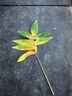 伊膚泉 傳明酸精華液次拋1ml*30支 改善膚色舒緩?fù)思t鎖水提亮 曬單實(shí)拍圖