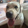 SLPC狗狗雨衣大型犬四腳全包金毛雨衣帶帽子尾罩防水中型寵物雨衣 蛋黃色 10XL（適合約65-75斤） 曬單實拍圖
