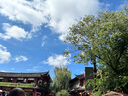 美真香天然艾草盤香 室內(nèi)驅(qū)蚊香薰熏香 4小時(shí)盤香48環(huán)裝 曬單實(shí)拍圖