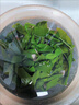 元瀧 新鮮海帶結(jié) 凈重500g*2袋 福建厚海帶扣 煲湯火鍋 源頭直發(fā) 曬單實拍圖