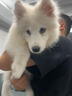 普瑞納FortiFlora現貨冠能PROPLAN金裝升級版犬貓益生菌貓味精 1盒犬用 曬單實(shí)拍圖