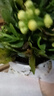 長壽花盆栽重瓣金狐貍大花帶花苞花苗四季室內(nèi)開花好養(yǎng)的花卉植物 金華黃（帶花苞四季開花 不含盆 曬單實拍圖