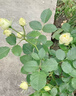 月季花苗四季開(kāi)花大花濃香型灌木月季苗庭院陽(yáng)臺盆栽地栽玫瑰花苗 奶油龍沙【大花濃香，多季節開(kāi)花】 扦插小苗15-25cm高 1棵 曬單實(shí)拍圖