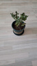 驅(qū)蚊草綠植驅(qū)蚊植物室內(nèi)防蚊香草驅(qū)蚊子綠植花卉香葉天竺葵盆栽地 加侖盆發(fā)貨 特惠兩盆 曬單實(shí)拍圖