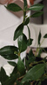 八芽小葉梔子花盆栽開花植物室內(nèi)桌面茶幾好養(yǎng)花卉綠植辦公室凈化空氣 小葉梔子花-陶瓷豎紋盆 帶盆栽好 曬單實(shí)拍圖