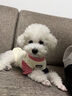 MIKI PAD寵物狗狗衣服夏季薄款透氣T恤小型犬幼犬貓咪衣服泰迪比熊雪納瑞 粉色小狗燙畫【棉質(zhì)護(hù)肚】 L胸圍47cm（建議8.5-12斤） 曬單實(shí)拍圖