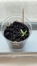 IAM City Farmer向日葵兒童種植盆栽種子學生植物觀察窗發(fā)芽生長趣味diy植物10033 曬單實拍圖