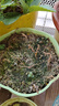 汰漬去漬洗衣液櫻花香2.75kg×2瓶除菌家庭裝實(shí)惠大容量 曬單實(shí)拍圖