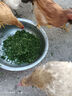 多功能雞鴨鵝碎草機(jī)家用切碎機(jī)打菜機(jī)器養(yǎng)殖粉碎機(jī)瓜果蔬菜碎菜機(jī) 304不銹鋼2200瓦+送4塊刀片 曬單實(shí)拍圖