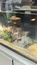 畫(huà)法幾何魚(yú)缸造景套餐仿真沉木造景米家智能魚(yú)缸專(zhuān)用 曬單實(shí)拍圖