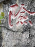 西部風(fēng)（Xibu feng）老壇谷麥450克 水庫池塘野釣鯽魚(yú)鯉魚(yú)草魚(yú)雜糧窩料 450克老壇谷麥（紅）X 5袋 曬單實(shí)拍圖