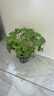 IAM City Farmer鳳仙花 兒童植物觀察杯 科學課植物種植盆栽根系生長DIY觀察10036 曬單實拍圖