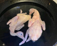 硒全食美富硒乳鴿 凈重900g(300g*3只) 冷凍 燒烤食材生鮮鴿子肉 曬單實拍圖