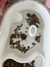 Barbarous Growth烏龜專用缸家用龜缸飼養(yǎng)箱小龜專用缸帶曬臺造景 三合一中號套裝 曬單實(shí)拍圖