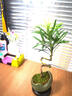 自然空間羅漢松小盆景室內(nèi)綠植中式古風(fēng)植物辦公客廳茶幾桌面觀賞擺件好養(yǎng) 冰裂青瓷月牙飄螺旋羅漢松+09座 曬單實(shí)拍圖