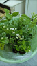重瓣茉莉花盆栽帶芽苞濃香型室內綠植花卉驅蚊蟲(chóng)開(kāi)花四季好養包活 濃香茉莉花【驅蚊蟲(chóng)】大盆【可開(kāi)66朵花】+肥料 曬單實(shí)拍圖