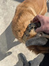 智宙狗項圈大型犬狗脖圈中型犬訓(xùn)練戶外猛犬寵物項圈金毛薩摩帆布狗圈 棕色項圈M碼-建議體重30-45斤 曬單實拍圖