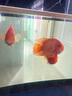 淘歌鸚鵡魚飼料增紅增艷增色 熱帶魚發(fā)財(cái)羅漢紅鸚鵡地圖魚糧 曬單實(shí)拍圖
