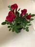 鉆石玫瑰花迷你月季花苗四季開(kāi)花盆栽老樁花好養陽(yáng)臺室內客廳花卉 鉆石玫瑰 紅色 原盆栽好 曬單實(shí)拍圖