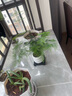 喜鵲說綠公主盆栽室內(nèi)辦公桌面客廳好養(yǎng)活綠植四季常青花卉植物凈化空氣 文竹+PVC小甜甜圈盆+鋪面 帶盆栽好 曬單實拍圖