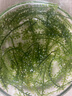 愛(ài)尚港【海葡萄白袋裝100g】爆珠鹽漬兒童零食海藻海菜網(wǎng)紅聲控脆爽解壓 一袋【送芥末醬油】 每袋100g固形物20% 曬單實(shí)拍圖