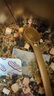 IGG鸚鵡漿果種子糧 鸚鵡鳥(niǎo)糧【1kg/罐】飼料牡丹虎皮小太陽(yáng)玄鳳和尚 曬單實(shí)拍圖