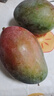 【新鮮上市】正宗攀枝花凱特芒果新鮮水果 帶箱2斤200g+ 曬單實拍圖