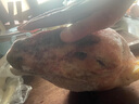 【羊頭】新鮮羊頭帶皮羊頭火燒羊頭整個新鮮帶皮商用 整個生羊頭【5-6】火燒 曬單實(shí)拍圖