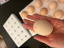 黃天鵝可生食雞蛋 30枚L級(jí)大蛋/3.6斤禮盒裝 生鮮雞蛋京東自營(yíng) 無(wú)抗生素 曬單實(shí)拍圖