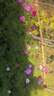 簡(jiǎn)雪花卉種子花籽四季種易活四季開(kāi)花室外鮮花盆栽種植庭院室內多年生 矮桿混色格?；?斤 曬單實(shí)拍圖