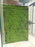 瘋狂水草（FKSC）魚缸造景水草種子水族箱裝飾前景草迷你小對(duì)葉草坪活體真水草 小對(duì)葉種子 適合新手養(yǎng)殖無需CO2 曬單實(shí)拍圖
