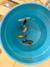 錦鯉魚活體觀賞魚活魚小型易養(yǎng)冷水淡水魚小魚苗錦鯉金魚好看錦鯉 8-10cm 五彩錦鯉混搭5條 曬單實拍圖