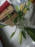 香水百合花多頭鮮花花束批發(fā)云南昆明基地現采直發(fā)水養鮮花真花 混搭香水百合10朵 下單送鮮花保鮮劑 曬單實(shí)拍圖