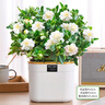 歐芽梔子花盆栽花卉植物室內濃香辦公室水培綠植 【多分支大苗】梔子花+菠蘿吸水盆  含盆 曬單實(shí)拍圖