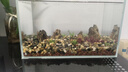 金晶超白魚(yú)缸客廳桌面小魚(yú)缸玻璃草缸龜缸懶人家用生態(tài)造景水族箱 長(zhǎng)35CM寬21CM高23CM（厚度5MM） 金晶超白魚(yú)缸裸缸 曬單實(shí)拍圖