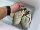 丸九日本原裝進(jìn)口魚(yú)餌添加 鯉魚(yú)液 鯽魚(yú)液 添加型餌料 鯽魚(yú)液1瓶 曬單實(shí)拍圖