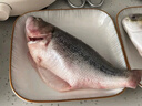 鮮活沖浪河鱸魚400-500g/條 曬單實拍圖