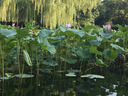潔麗雅（Grace）A類新疆棉純棉枕巾北歐風(fēng)華夫格枕巾一對裝簡約枕芯蓋巾 灰色 曬單實拍圖
