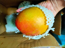 【商超品質(zhì)】新鮮澳芒蘋果芒正宗新鮮現(xiàn)摘現(xiàn)發(fā)當(dāng)季水果整箱批發(fā) 3斤 精選裝【大果300g+】 曬單實(shí)拍圖