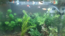 瘋狂水草魚缸水草植物直接入缸火山石魚缸造景套餐20-40cm缸源頭直發(fā)包郵a 曬單實(shí)拍圖