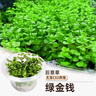 瘋狂水草（FKSC）無(wú)菌杯魚(yú)缸水草造景植物莫斯陰性草缸日本珍珠草魚(yú)缸綠植真水草 【中后景造景】無(wú)菌杯-綠宮廷 曬單實(shí)拍圖