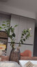 茉莉花苗盆栽帶花苞九里香老樁花卉植物室內(nèi)濃香四季開花好養(yǎng) 大份茉莉花【4-6顆】花苞飽滿 曬單實(shí)拍圖