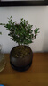 八芽 小葉赤楠盆景擺件室內(nèi)綠植花卉盆栽老樁客廳辦公室桌面好養(yǎng)植物 （【熱銷款】舍得紫砂盆赤楠+苔蘚+底座） 曬單實(shí)拍圖