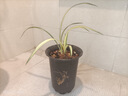 華香園蘭花苗【南陽之松】墨蘭銘品大綠帽中透金黃色葉藝綠植物室內(nèi)盆栽 南陽之松1苗裸根發(fā)貨不帶花苞 曬單實(shí)拍圖