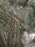 知味觀西湖桂花蓮子藕粉速溶 中華老字號杭州特產(chǎn) 早餐代餐沖飲450g 曬單實拍圖